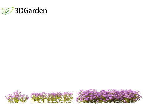 Phlox stolonifera - creeping phlox Modelo 3D