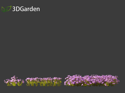 Phlox stolonifera - creeping phlox Modelo 3D