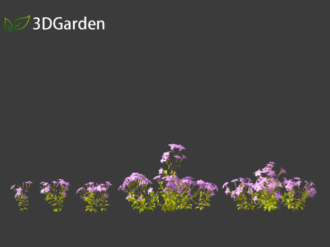 Phlox stolonifera - creeping phlox Modelo 3D