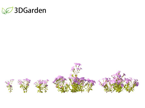 Phlox stolonifera - creeping phlox Modelo 3D
