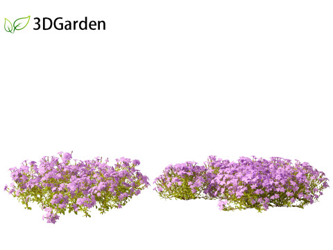 Phlox stolonifera - creeping phlox Modelo 3D