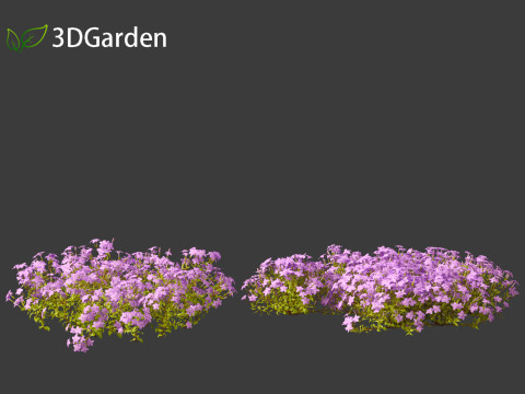 Phlox stolonifera - creeping phlox Modelo 3D