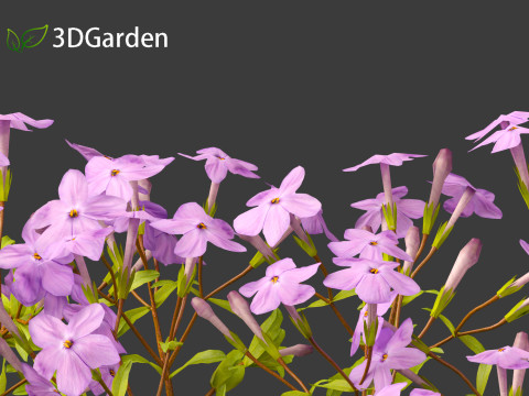 Phlox stolonifera - creeping phlox Modelo 3D