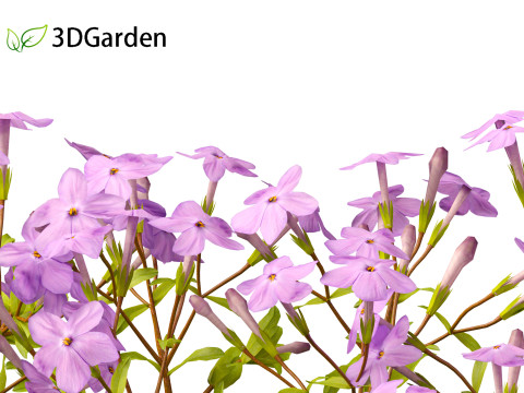 Phlox stolonifera - creeping phlox Modelo 3D