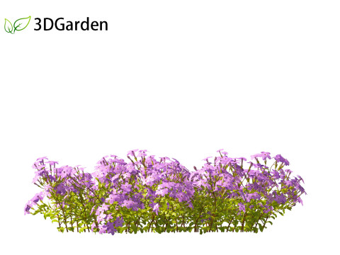 Phlox stolonifera - creeping phlox Modelo 3D