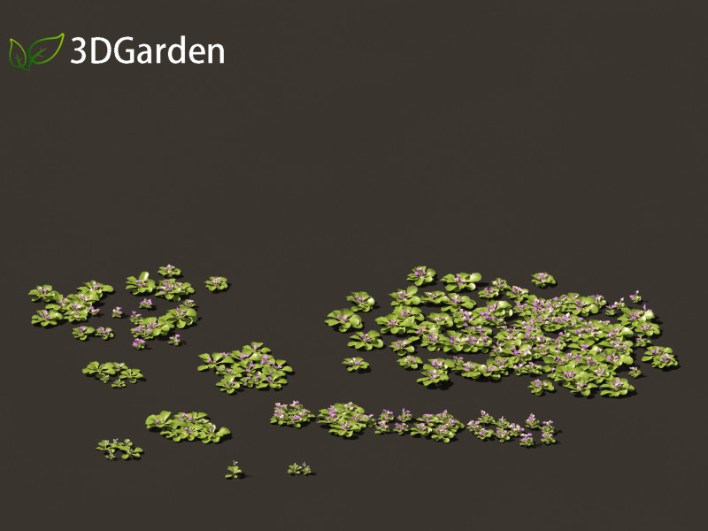 Mazus pumilus - japanese mazus Modèle 3D .c4d .max .obj .3ds .fbx .stl .blend 