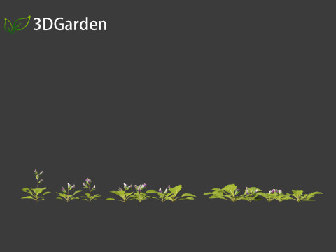 Mazus pumilus - japanese mazus Modèle 3D