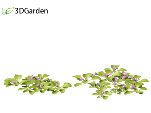 Mazus pumilus - japanese mazus Modèle 3D