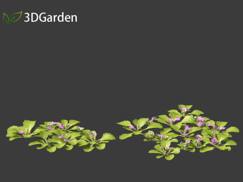 Mazus pumilus - japanese mazus Modèle 3D