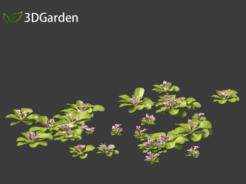 Mazus pumilus - japanese mazus Modèle 3D