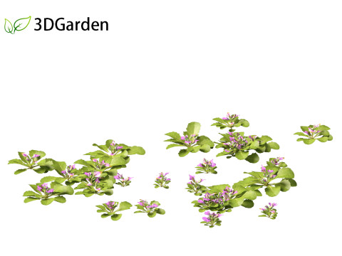 Mazus pumilus - japanese mazus Modèle 3D
