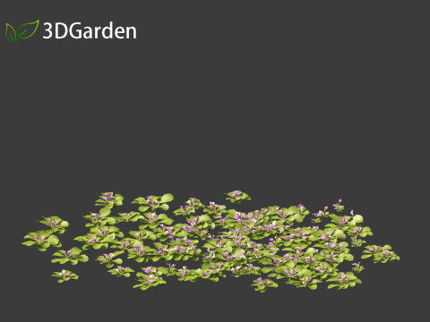 Mazus pumilus - japanese mazus Modèle 3D