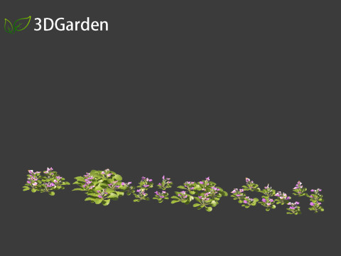 Mazus pumilus - japanese mazus Modèle 3D