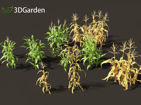 Zea mays - Maize 3D मॉडल