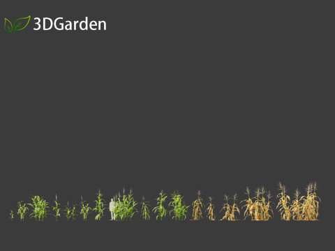 Zea mays - Maize Modelo 3D