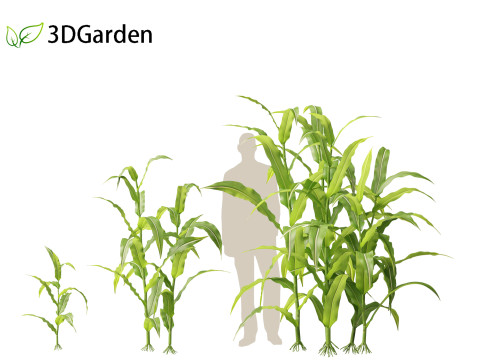 Zea mays - Maize Modelo 3D