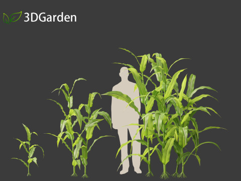 Zea mays - Maize Modelo 3D