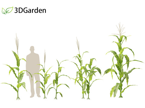Zea mays - Maize Modelo 3D