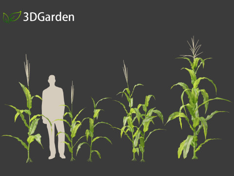 Zea mays - Maize Modelo 3D