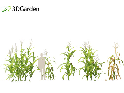 Zea mays - Maize Modelo 3D