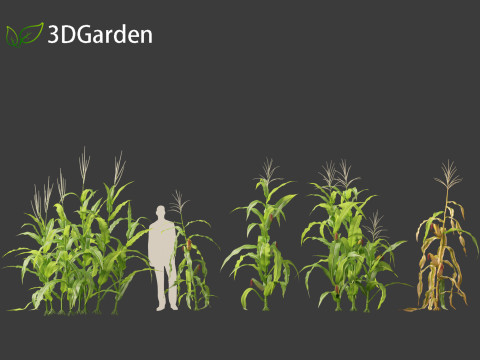 Zea mays - Maize Modelo 3D