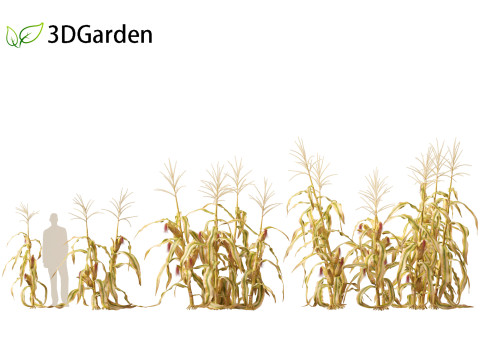 Zea mays - Maize Modelo 3D