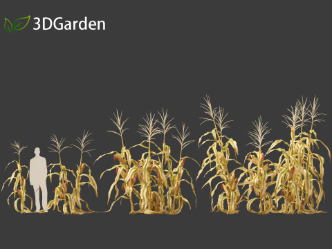 Zea mays - Maize Modelo 3D