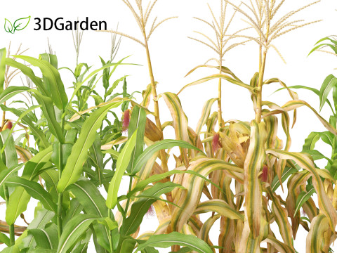 Zea mays - Maize Modelo 3D