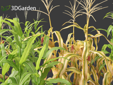 Zea mays - Maize Modelo 3D