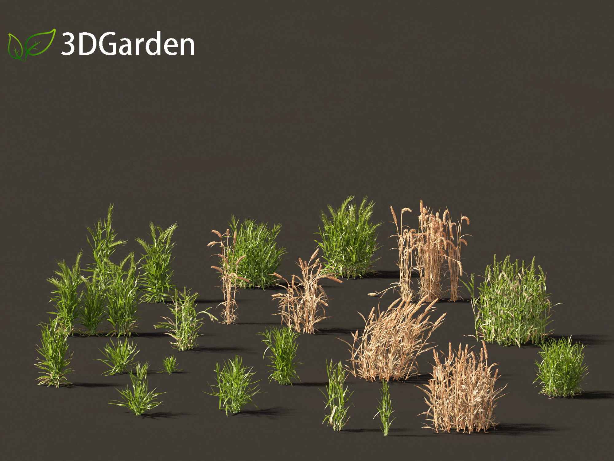 Triticum - Common wheat 3D Model .c4d .max .obj .3ds .fbx .stl .blend 
