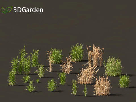 ट्रिटिकम - सामान्य गेहूं 3D मॉडल