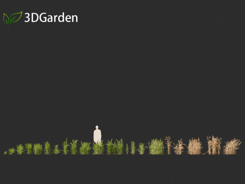 Triticum - Common wheat Modello 3D