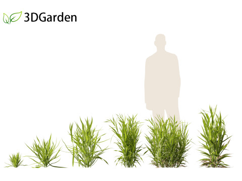 Triticum - Common wheat Modello 3D