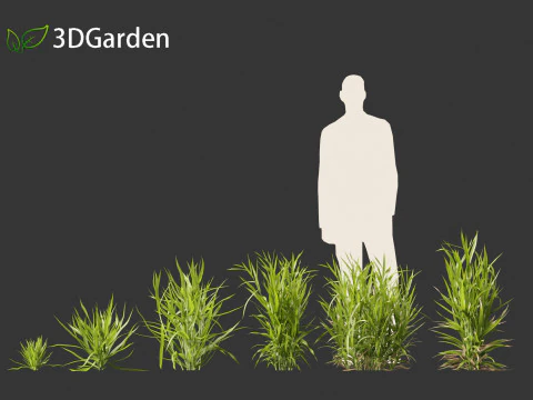 Triticum - Common wheat 3D Model