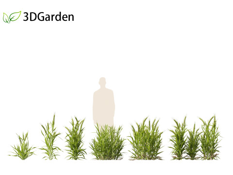 Triticum - Common wheat Modello 3D