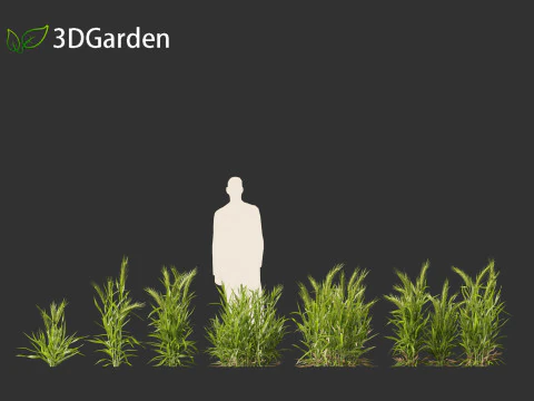 Triticum - Common wheat 3D Model