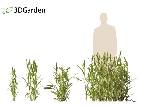 Triticum - Common wheat 3D Model