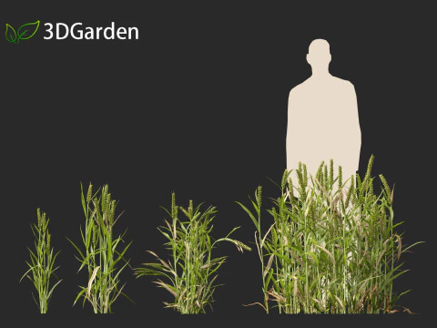 Triticum - Common wheat 3D Model