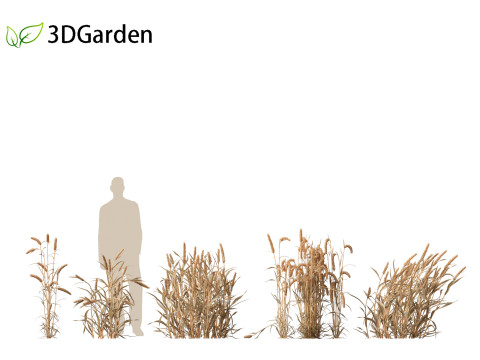 Triticum - Common wheat Modello 3D