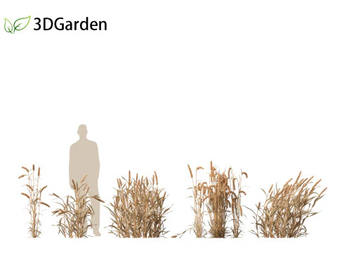 Triticum - Common wheat 3D Model