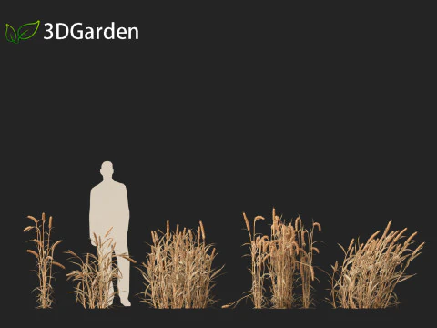 Triticum - Common wheat 3D Model