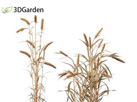 Triticum - Common wheat Modello 3D