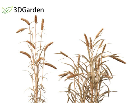 Triticum - Common wheat 3D Model