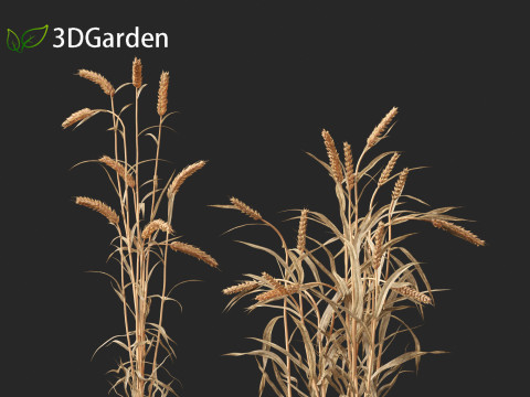 Triticum - Common wheat Modello 3D