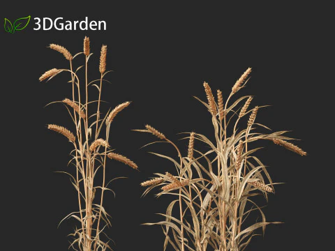 Triticum - Common wheat 3D Model