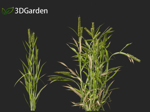 Triticum - Common wheat Modello 3D
