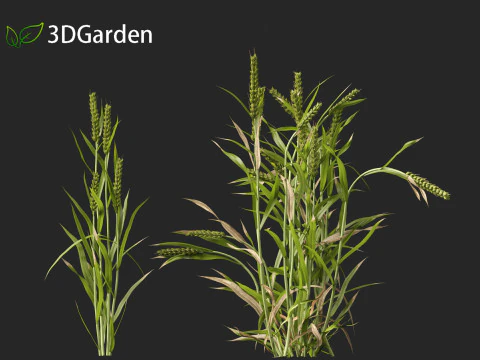 Triticum - Common wheat 3D Model