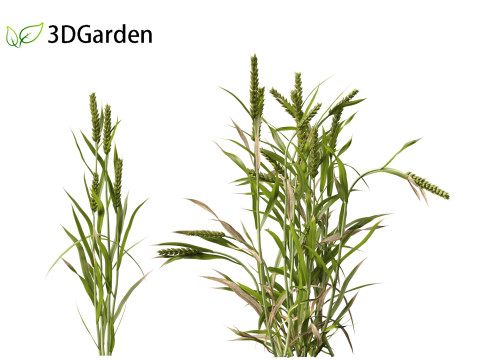Triticum - Common wheat Modello 3D