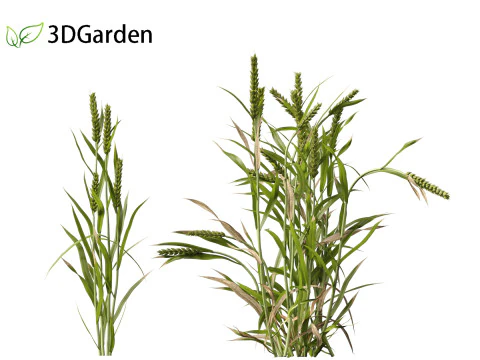 Triticum - Common wheat 3D Model