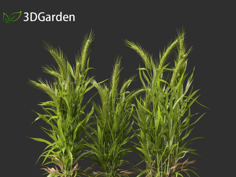 Triticum - Common wheat 3D Model
